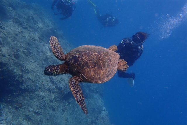 ハワイでウミガメとダイビング