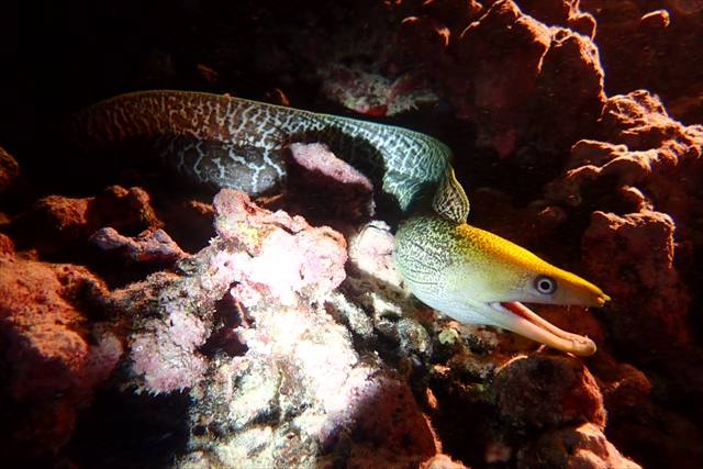 ハワイナイトダイビングの魚たち