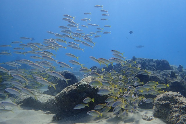 ハワイビーチファンダイビングの魚