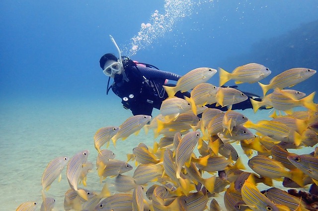 ハワイの魚